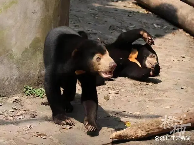 黑熊是人扮的？杭州动物园回应_杭州动物园黑豹_杭州动物园熊吃人